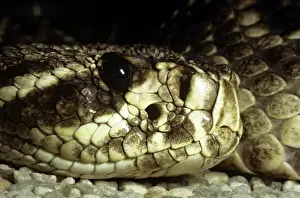 Eastern Diamondback Rattlesnake - heat sensory pit