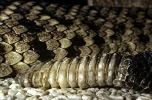 Rattlesnakes Collection: Eastern Diamondback Rattlesnake - rattle - USA