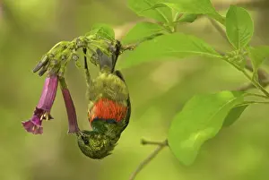 Drinking Nectar Prints: Eastern Double-collared Sunbird - feeding - Udzugwa Mts. - Tanzania - Africa