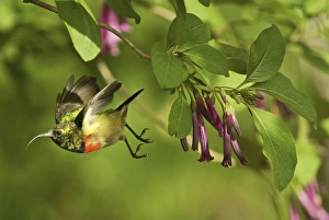 Images Dated 20th December 2008: Eastern Double-collared Sunbird - in flight - Udzugwa Mts. - Tanzania - Africa