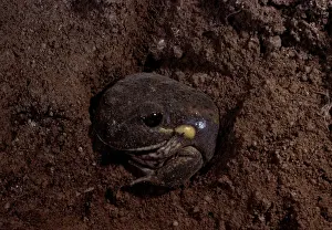 Eastern / Dumerils banjo frog