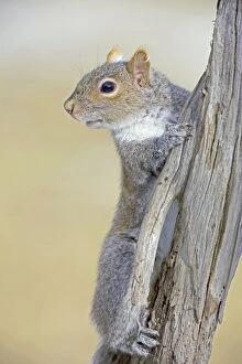Images Dated 13th March 2009: Eastern Gray Squirrel - on dead tree