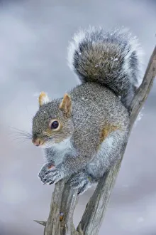 Holding Collection: Eastern Gray Squirrel - on dead tree holding nuts - New York - USA