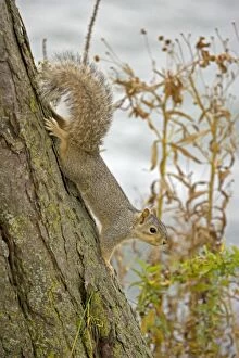 Images Dated 7th November 2006: Eastern Gray Squirrel Eastern United States