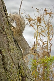 Images Dated 7th November 2006: Eastern Gray Squirrel Eastern United States