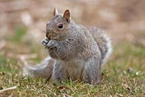 Eastern Gray Squirrel - feeding