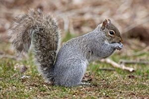 Images Dated 3rd April 2007: Eastern Gray Squirrel - feeding - CT - USA