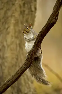 Eastern Gray Squirrel Range is eastern United States