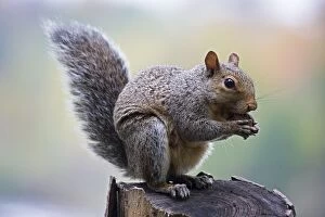Images Dated 17th January 2008: Eastern Gray Squirrel (Sciurus carolinensis) Eating nuts in tree - New York - Habitat is hardwood