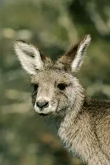 Eastern Grey Kangaroo