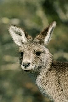 Eastern Grey Kangaroo - close-up of face