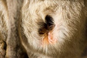 Images Dated 4th November 2008: Eastern Grey Kangaroo - close-up shot of an empty pouch. The joey will return soon