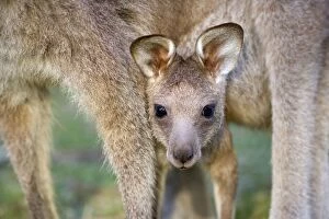 Images Dated 4th November 2008: Eastern Grey Kangaroo - cute portrait of a joey looking out of its mother's pouch