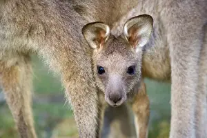 Kangaroo Prints: Eastern Grey Kangaroo - cute portrait of a joey looking out of its mother's pouch