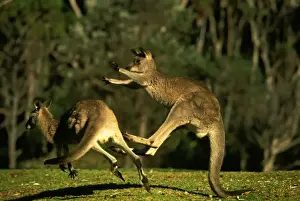 Eastern Grey Kangaroo - Fighting - New South Wales - Australia JPF39197