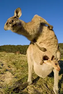 Kangaroo Prints: Eastern Grey Kangaroo - funny shot of an adult scratching its back by angling its upper body somewhat to reach
