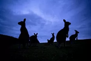 Images Dated 4th November 2008: Eastern Grey Kangaroo - group of adults standing on their hind legs looking around