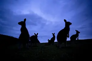Eastern Grey Kangaroo - group of adults standing on their hind legs looking around. At dusk so only silhouettes are visible - Murrammang National Park, New South Wales, Australia