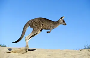Kangaroo Prints: Eastern Grey Kangaroo - Hopping - Australia JPF39252