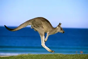 Hopping Prints: Eastern Grey Kangaroo - Hopping- Murramarang National Park - New South Wales - Australia JPF39230