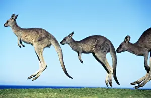 Kangaroo Prints: Eastern Grey Kangaroo - hopping Southern New South Wales, Australia
