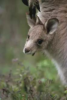 Pouch Prints: Eastern Grey Kangaroo - Joey in mother's pouch - Young begin to leave the pouch at about 9 months