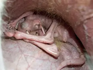 Eastern Grey Kangaroo - joey in pouch - holding on to nipple
