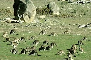 Eastern Grey Kangaroo - Large group