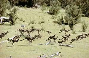 Hopping Prints: Eastern Grey Kangaroo - Large group hopping - Tidbinbilla Nature Reserve