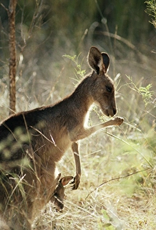 Images Dated 1st February 2005: Eastern grey Kangaroo Licking forearm for evaporative cooling, with joey in pouch