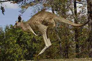 Images Dated 18th June 2010: Eastern Grey Kangaroo (Macropus giganteus)