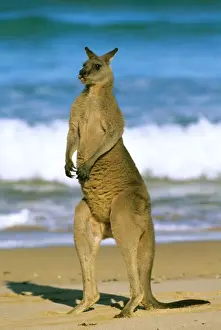Eastern Grey Kangaroo - male standing on beach - Murramarang National Park - New South Wales - Australia JFL17197
