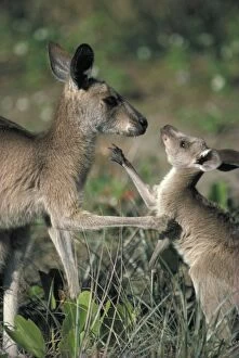 Eastern Grey Kangaroo - Mother and joey