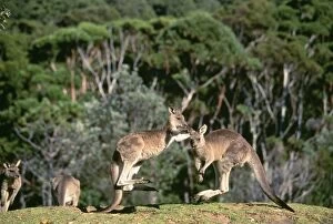 Images Dated 21st February 2006: Eastern Grey Kangaroo Murramarang National Park, New South Wales, Australia