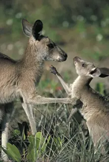 Eastern Grey Kangaroo - New South Wales - Australia - Mother and joey - Young begin to leave the pouch at about 9 months and vacates at about 11 months - Largest kangeroo species - Marsupials - Males may get up to 2302 mm - Harvested for skins