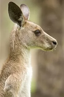 Eastern Grey Kangaroo - side portrait of an adult chewing on grass