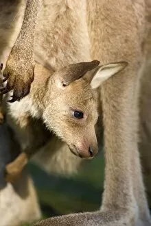 Images Dated 4th November 2008: Eastern Grey Kangaroo - portrait of a cute joey looking out of mother's pouch