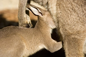 Images Dated 4th November 2008: Eastern Grey Kangaroo - portrait of a cute joey sticking its head into mother's pouch to suckle