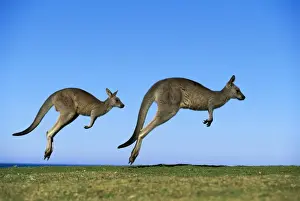 Kangaroo Prints: Eastern Grey Kangaroo - Running