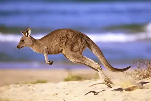 Jumping Prints: Eastern Grey Kangaroo - running on beach