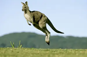 Jumping Prints: Eastern Grey Kangaroo - Running - Murramarang National Park - New South Wales - Australia JFL17214