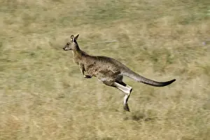 Hopping Prints: Eastern Grey Kangaroo - Running - Southeastern Australia JPF00881