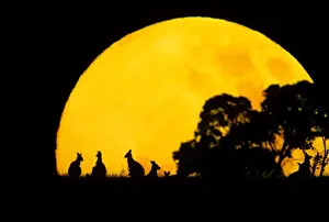 Sunsets And Sunrise Prints: Eastern Grey Kangaroo - Small group silhouetted against setting sun - Eastern Australia JPF37043