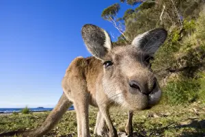 Eastern Grey Kangaroo - super wide angle shot of an adult standing on its hind legs on a sandy beach with the ocean in the background. The animal looks curiously into the camera - Murrammang National Park, New South Wales, Australia
