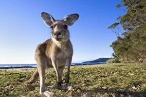 Images Dated 3rd November 2008: Eastern Grey Kangaroo - wide angle shot of an adult standing on its hind legs on a sandy beach