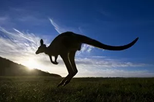 Images Dated 4th November 2008: Eastern Grey Kangaroo - wide angle shot of an adult jumping in kangaroo style on its powerful hind