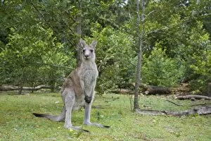 Images Dated 4th November 2008: Eastern Grey Kangaroo - wide angle shot of an adult standing on its hind legs in a coastal forest