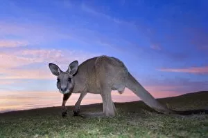 Images Dated 4th November 2008: Eastern Grey Kangaroo - wide angle shot of an adult grazing
