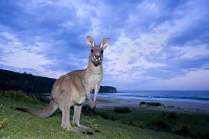 Images Dated 3rd November 2008: Eastern Grey Kangaroo - wide angle shot of a funny adult standing on its hind legs on a meadow