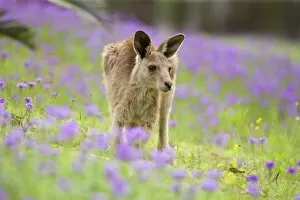 Eastern Grey Kangaroo - young adult grazing in a lush, blooming meadow of pink and yellow flowers